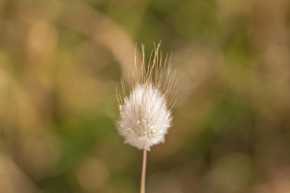 Weed Bokeh Grass