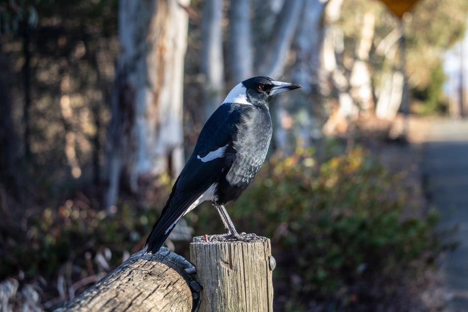 Magpie Bird Wild