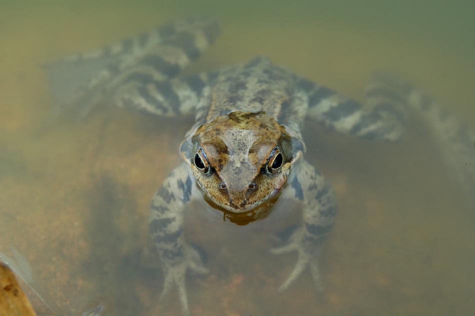 amphibian frog in the water