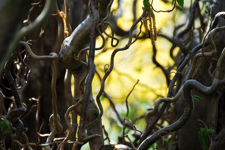 Tree Background Wood