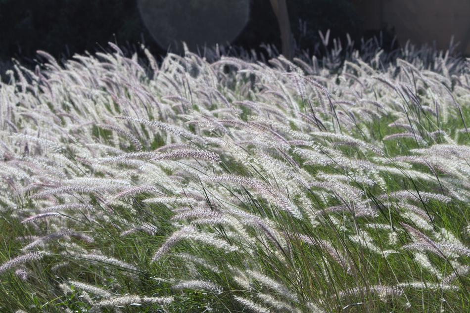 Haze Fields Grass