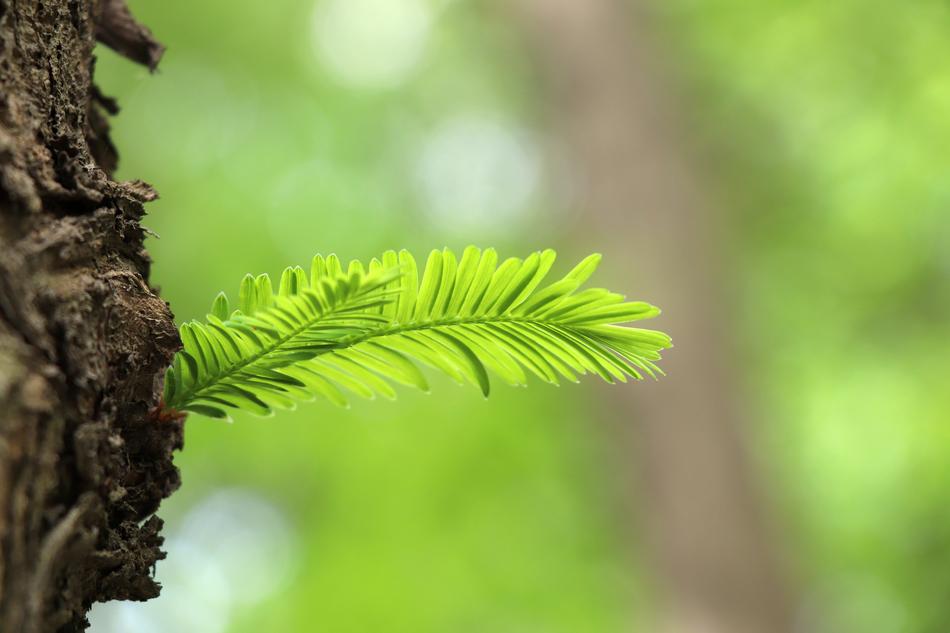 Nature Leaf Tree