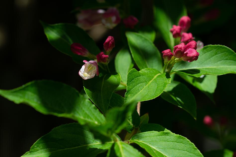 Flowers Nature Garden In The