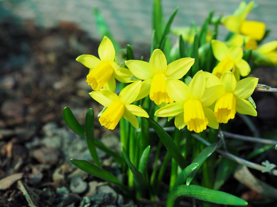 Nature Plant Flower