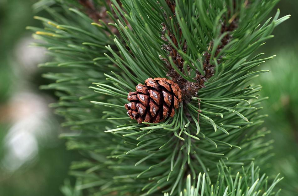 prickly green cone