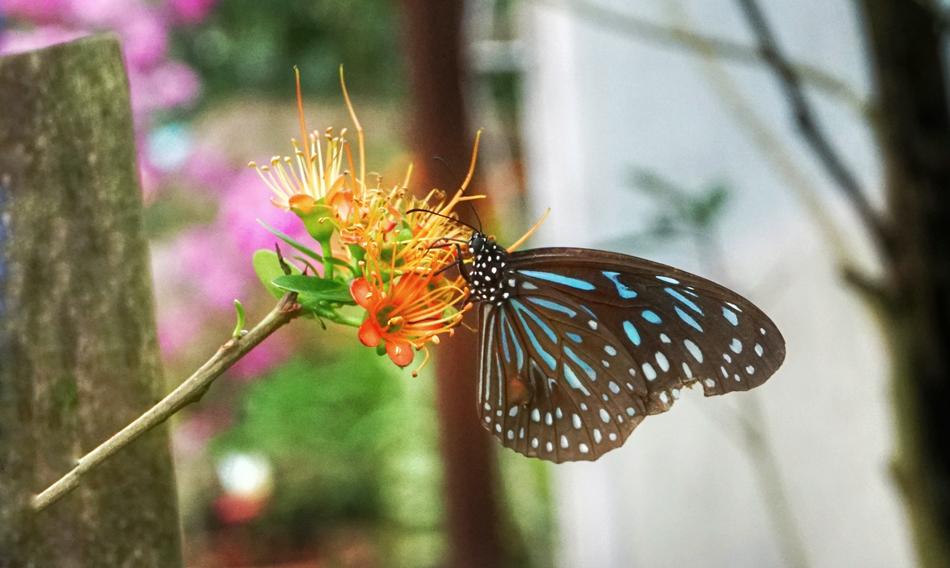 Butterfly Feeding Plant