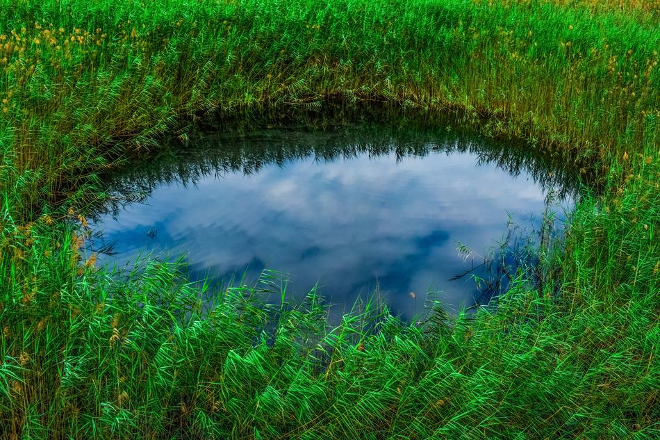 Swamp Pond Reeds