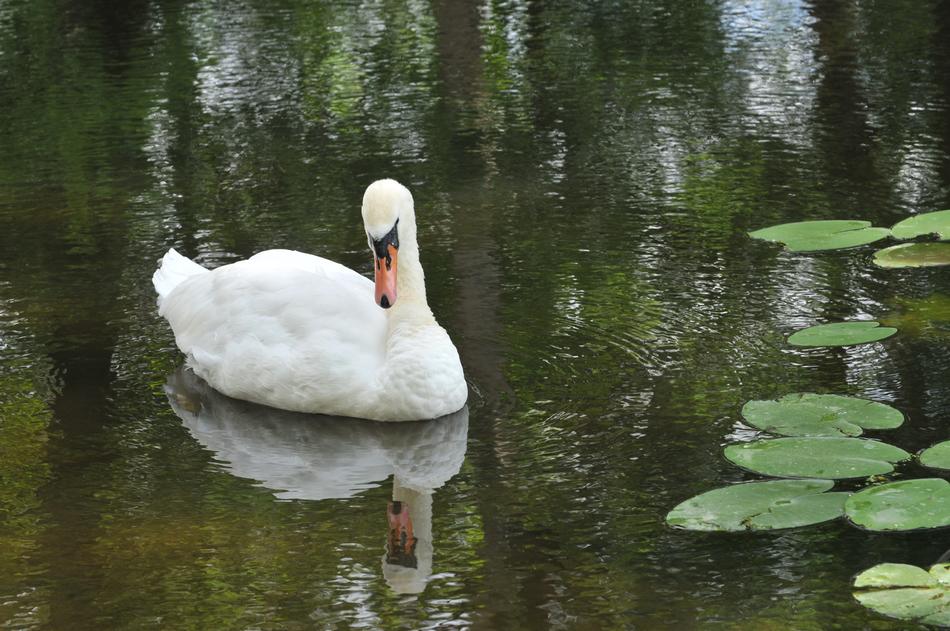 Swan Lake Water
