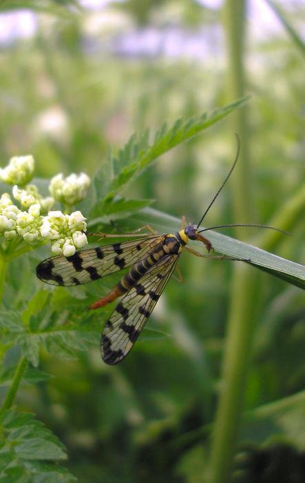 Bug Nature Outdoor