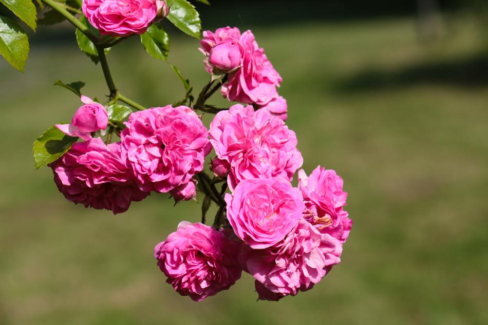 Roses Wild Rose Blossom