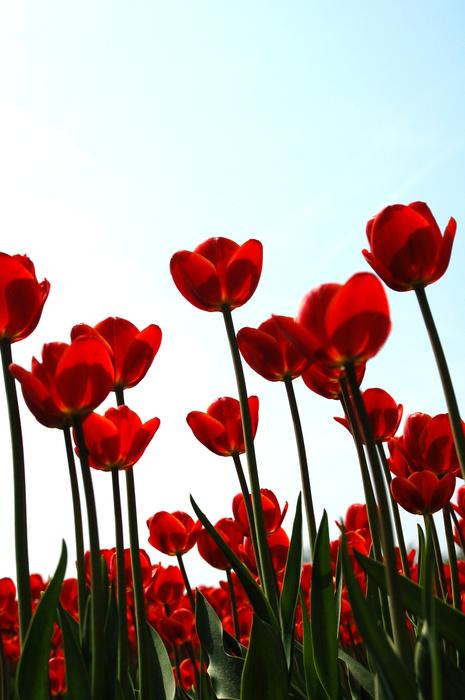 Nature Bollengewas Bloom
