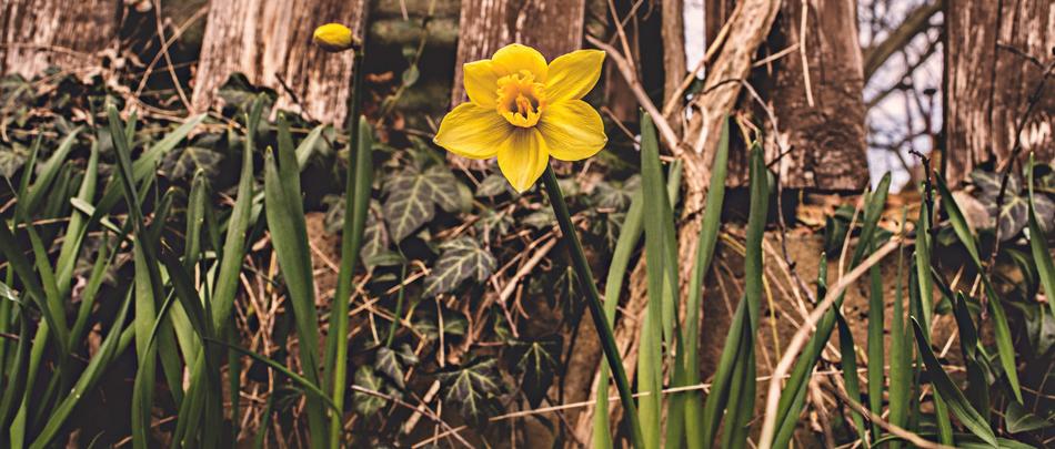 little flower in the grass landscape