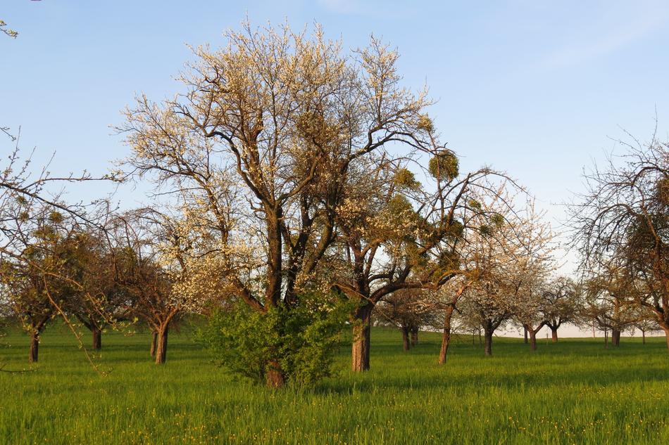 Tree Landscape