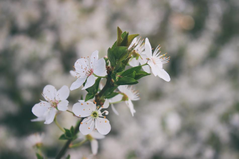 Flower Flowers Blooming