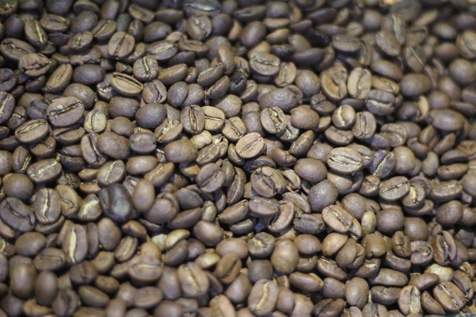 fresh harvest seeds