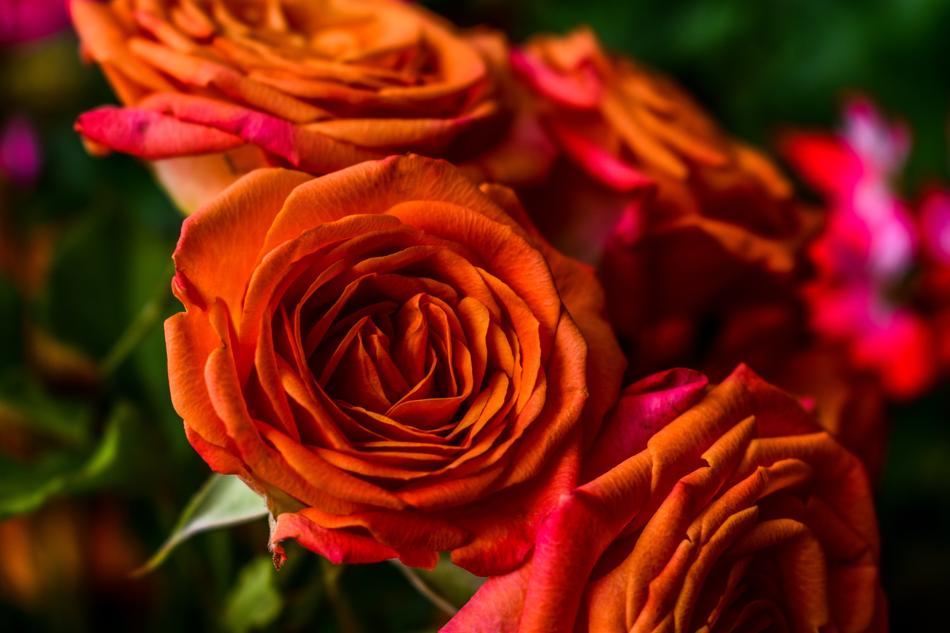 Flower Rosa Petal