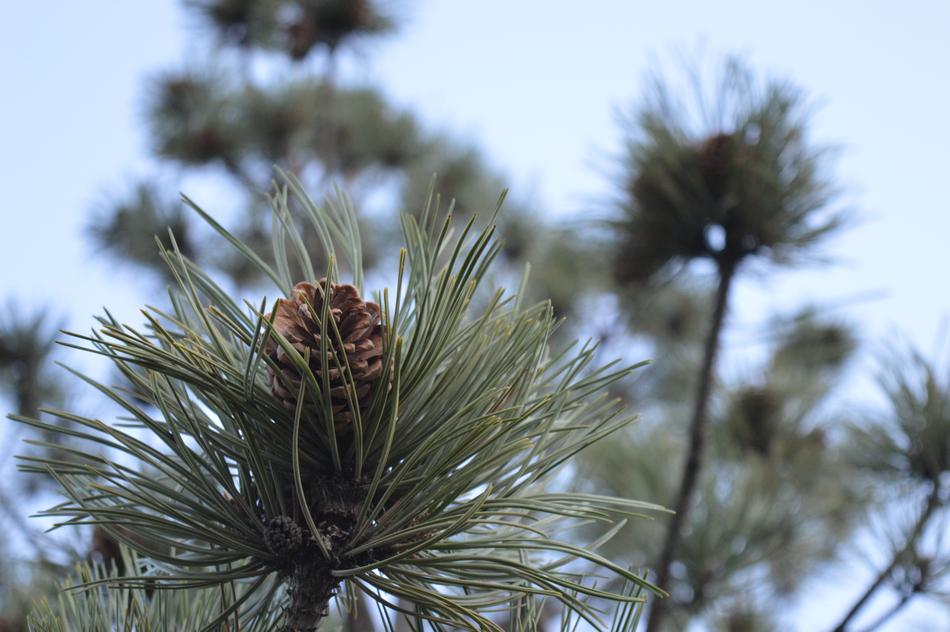 Tree Nature Outdoor
