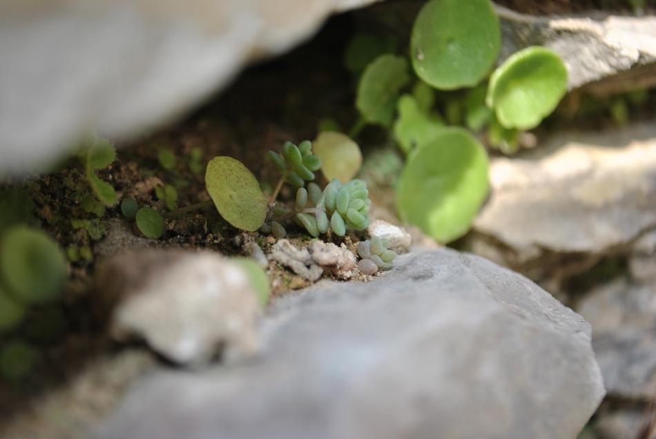 Nature Plant
