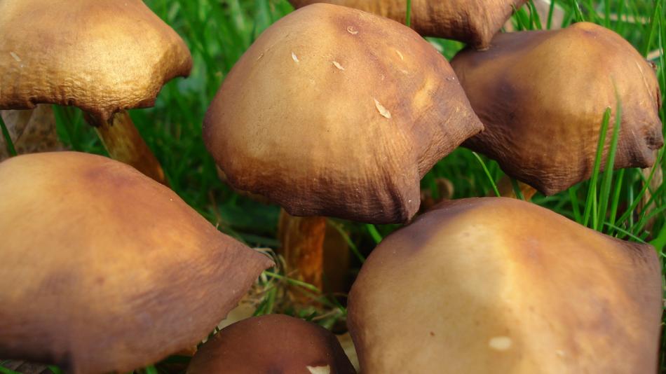 Mushrooms Meadow Out
