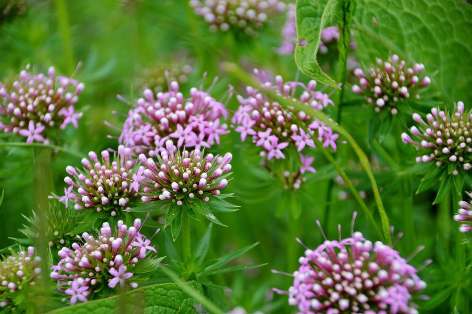 flowers wild grass green