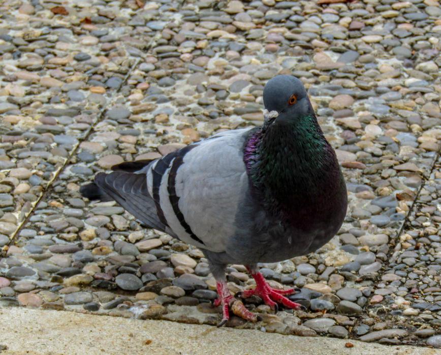 Birds Columbidae Nature