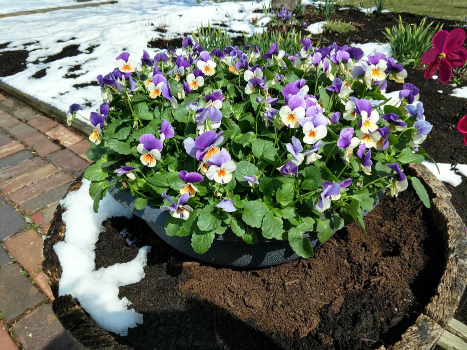 Flower Garden Nature