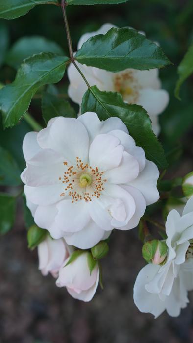 white fluffy flowers