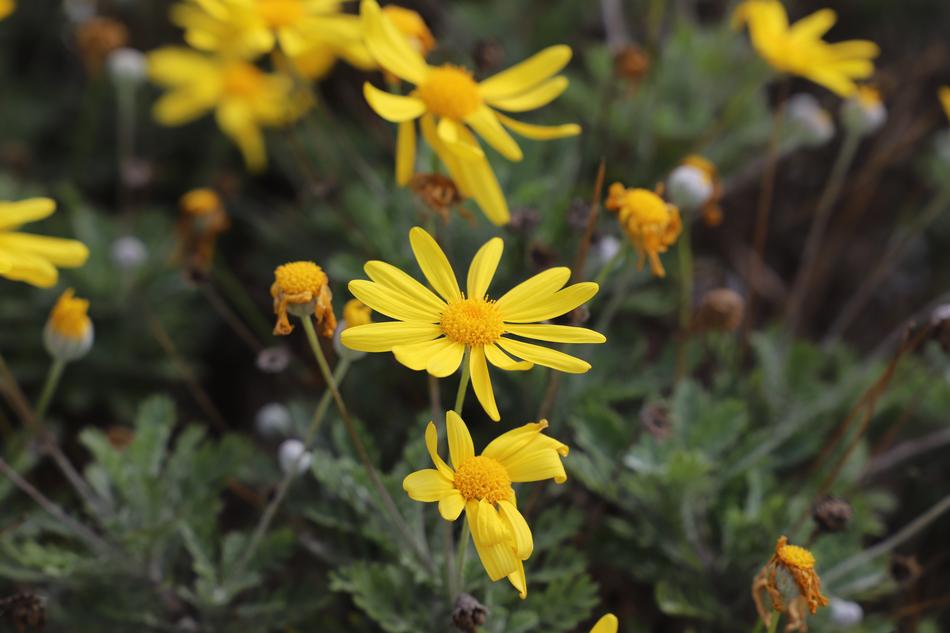 Nature Flower Plant
