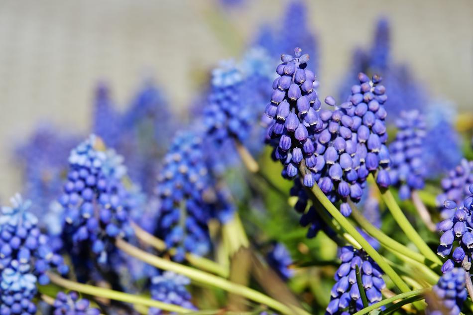 Muscari Common Grape Hyacinth