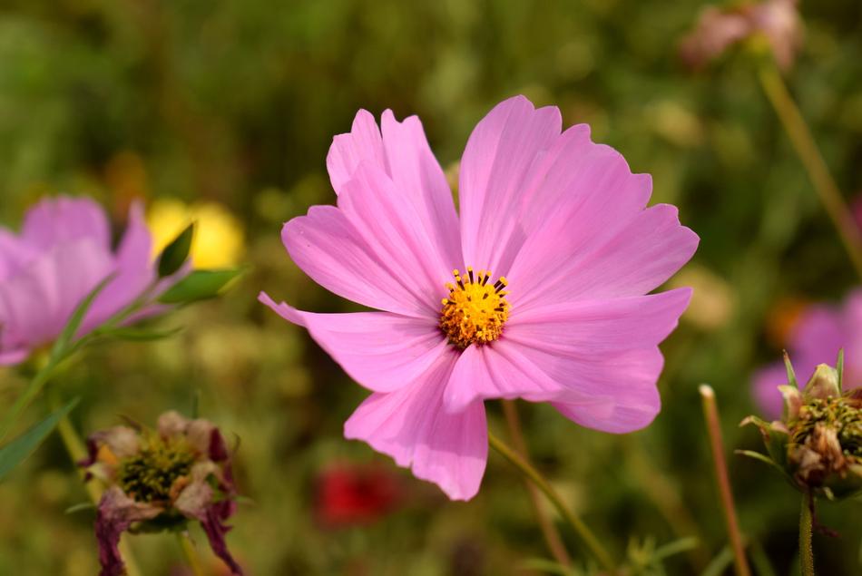 Nature Flower Flora
