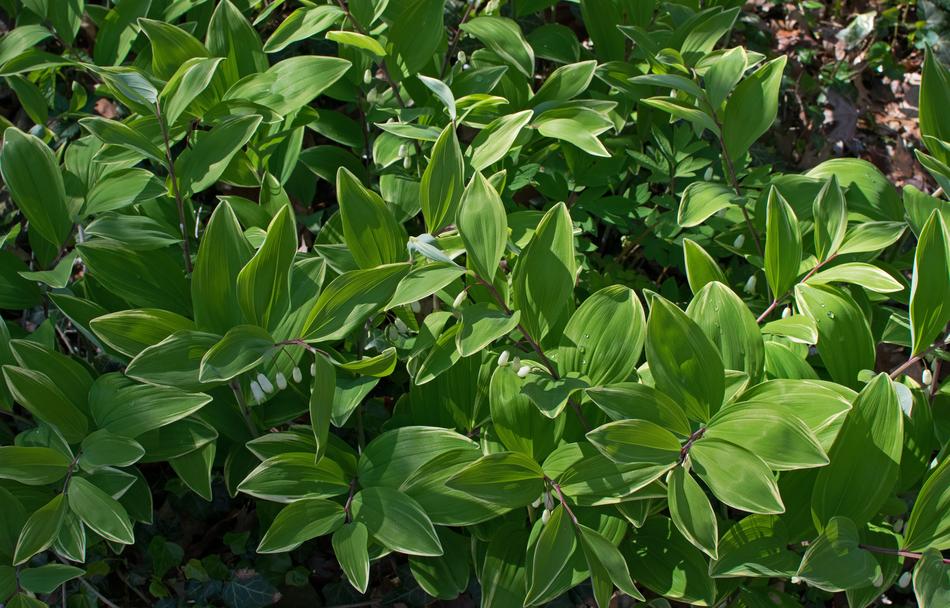 Solomon Seal Wildflower Flower