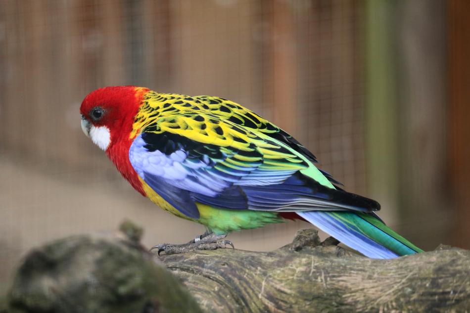 Nature Bird Animal World
