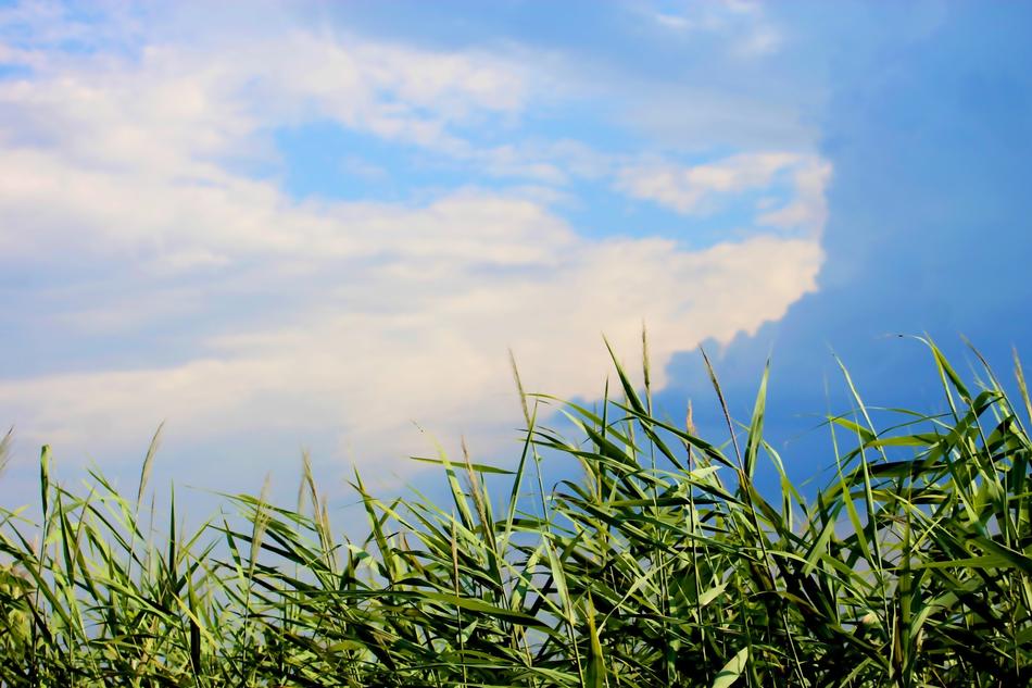 Reed Riverside Sky