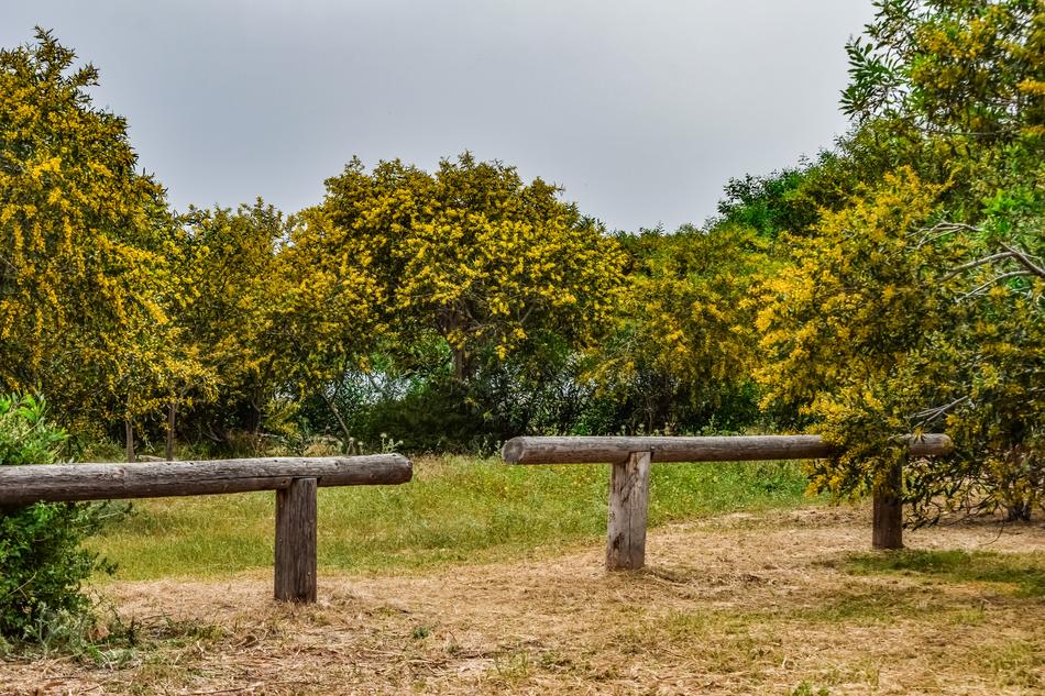 Tree Mimoza Landscape