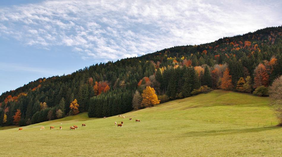 fall trees field
