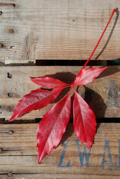 Wood Sheet Autumn