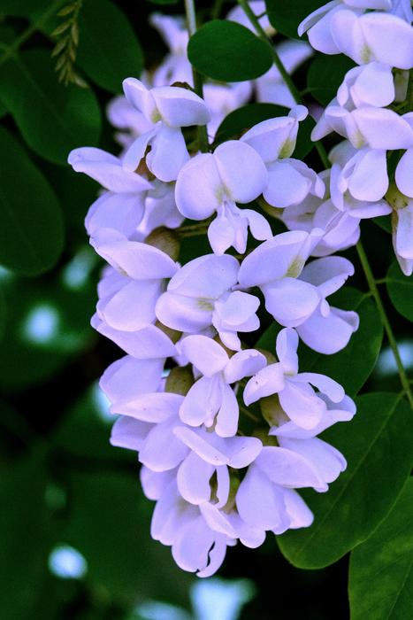 Flowers Tree Summer