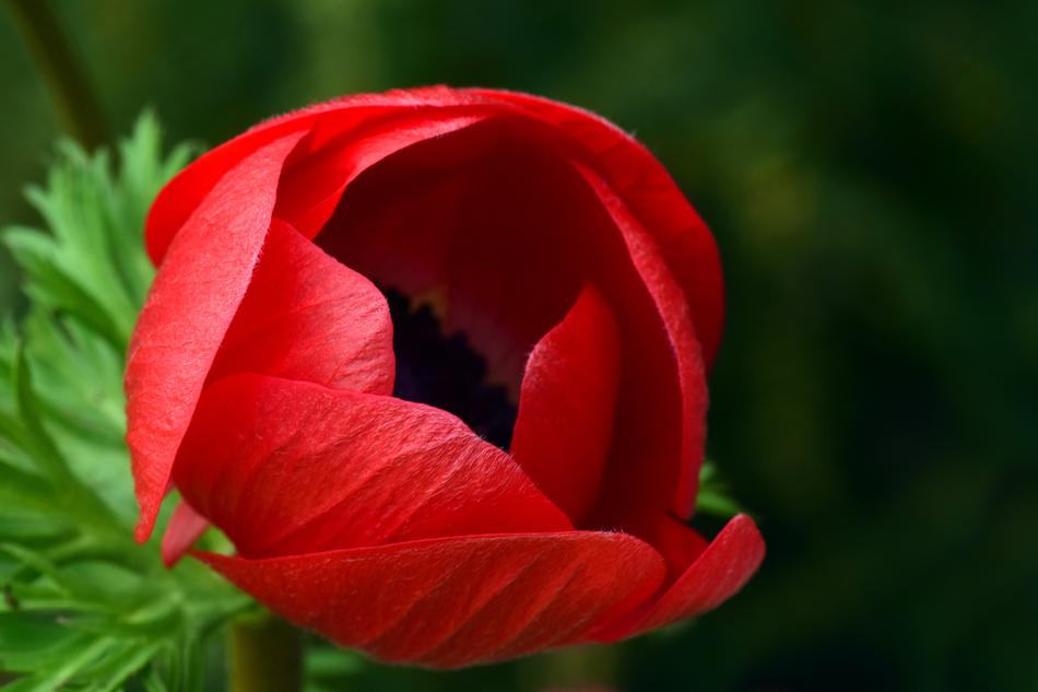 Red Blossom Bloom