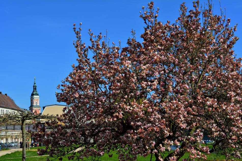 Tree Nature