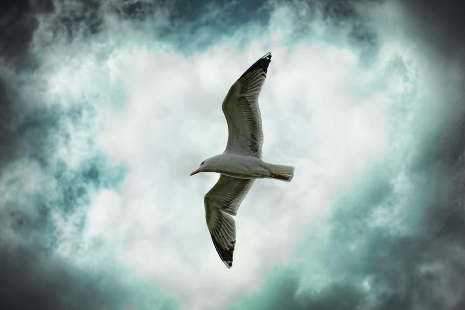 Nature Sky Bird