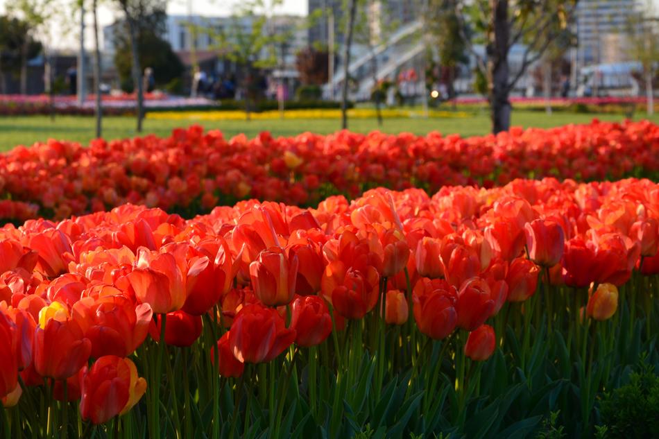 Flower Garden Nature