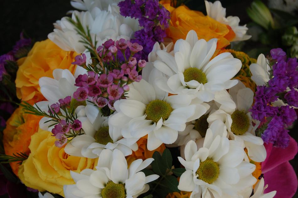 Flower Floral Nature