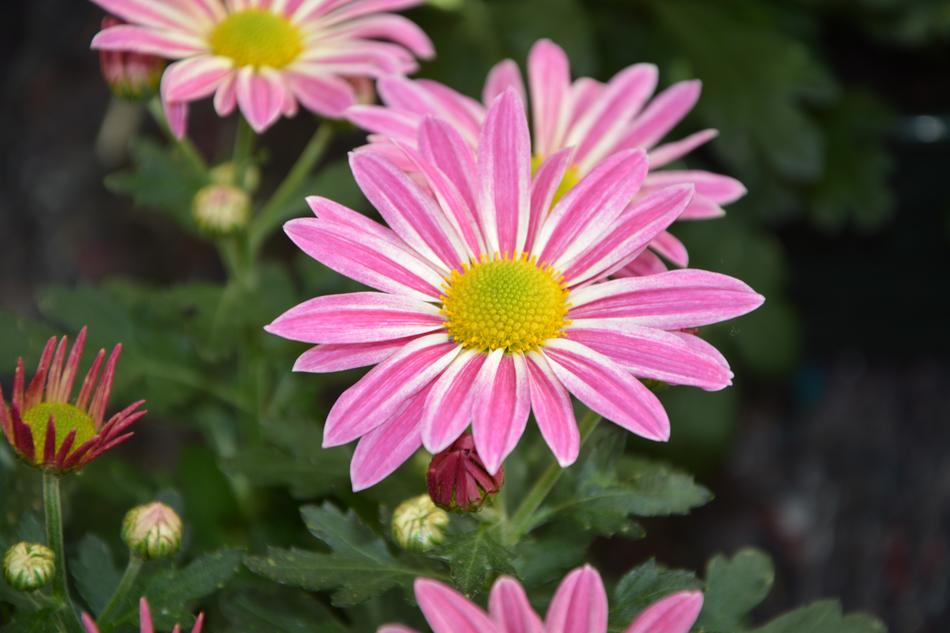 Flower Petals Pink