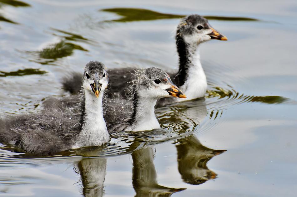 a little duck in the water