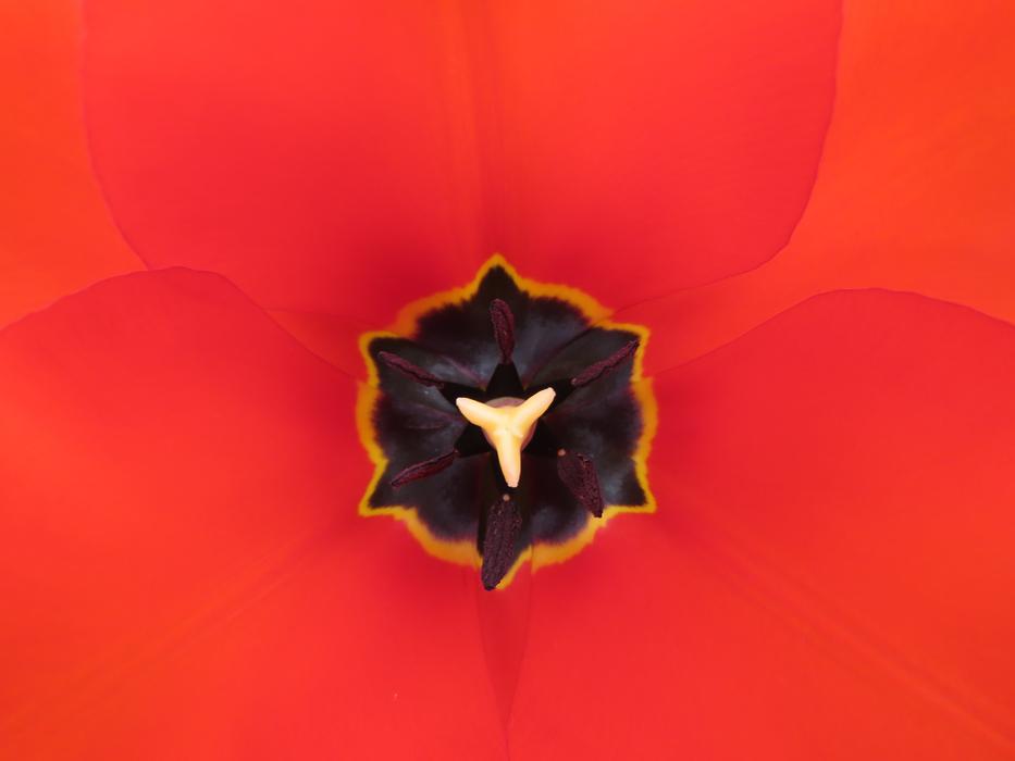 Flower Nature