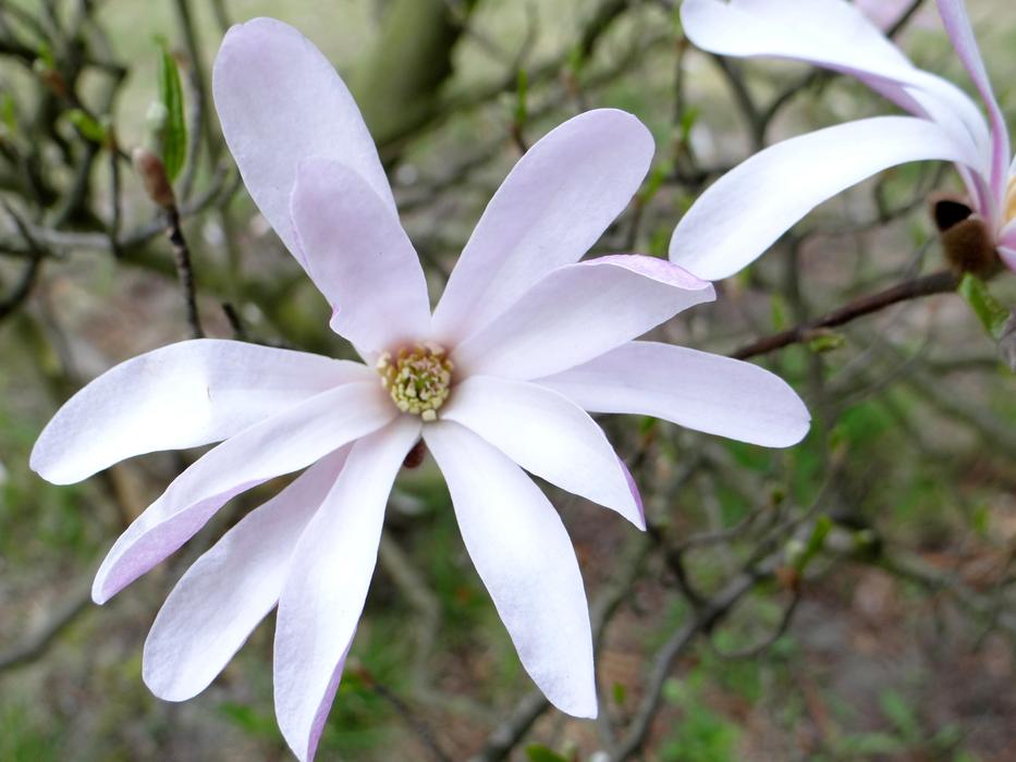 Flower Nature Plant