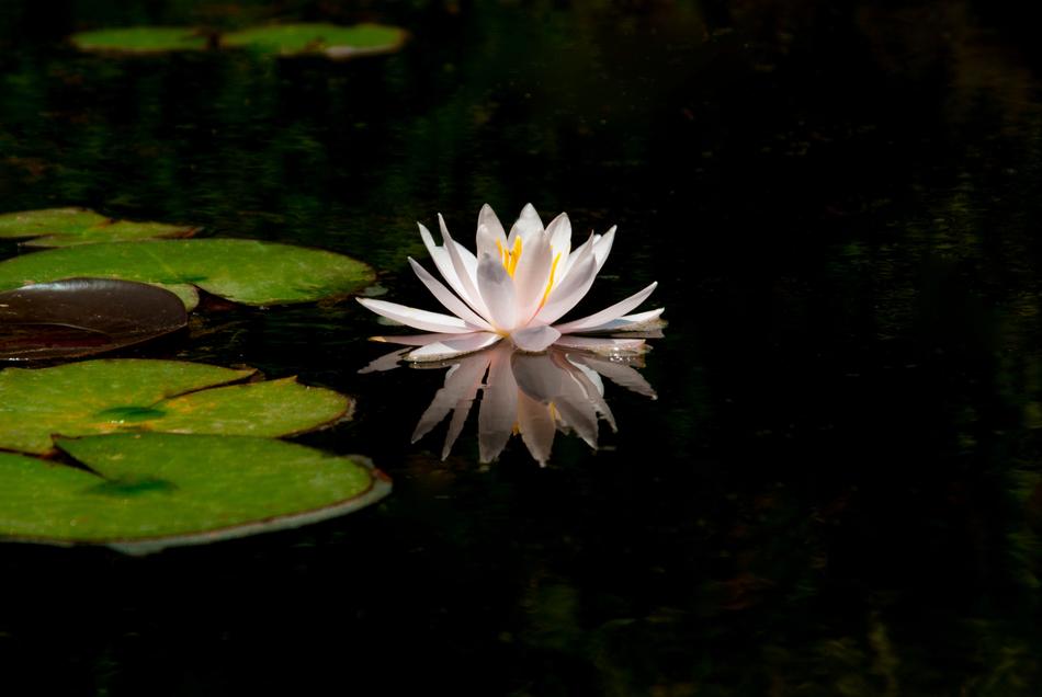 Flowers Nature Plants Water