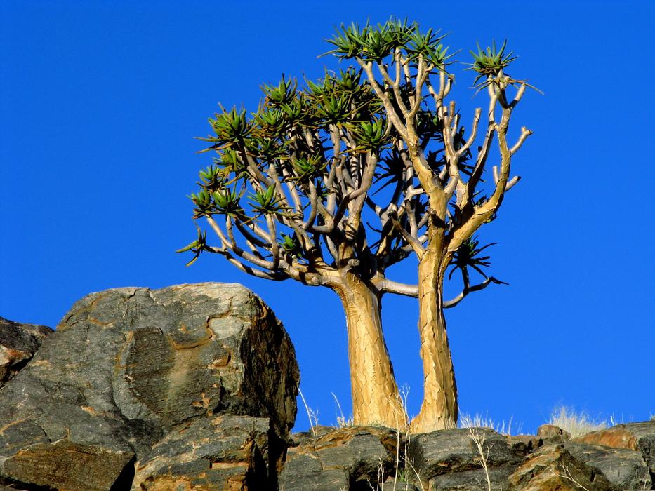tall trees in a blue sky