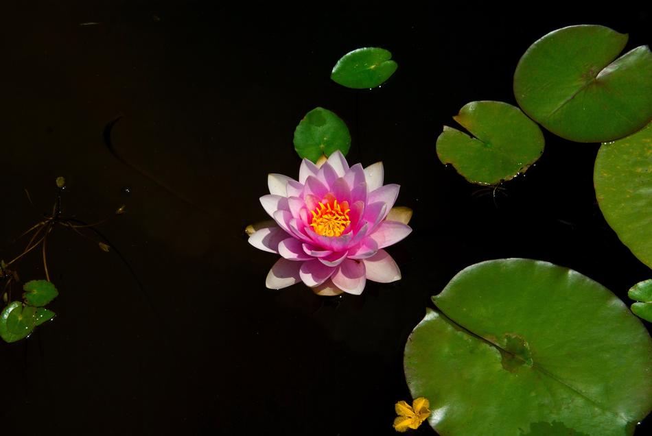 Flowers Nature Plants Water