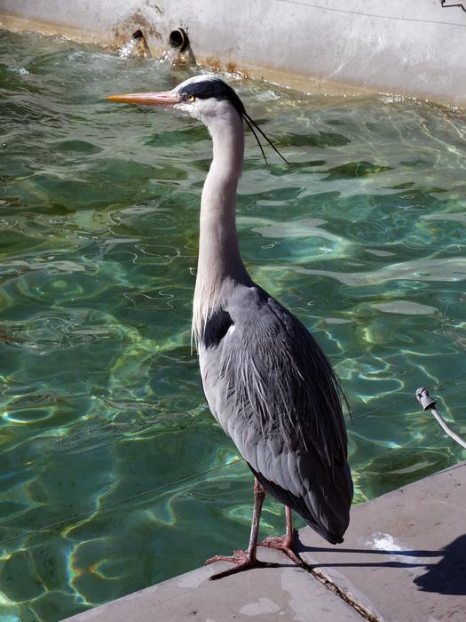 bird with a long neck by the pool